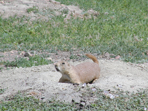 Prairie Dog