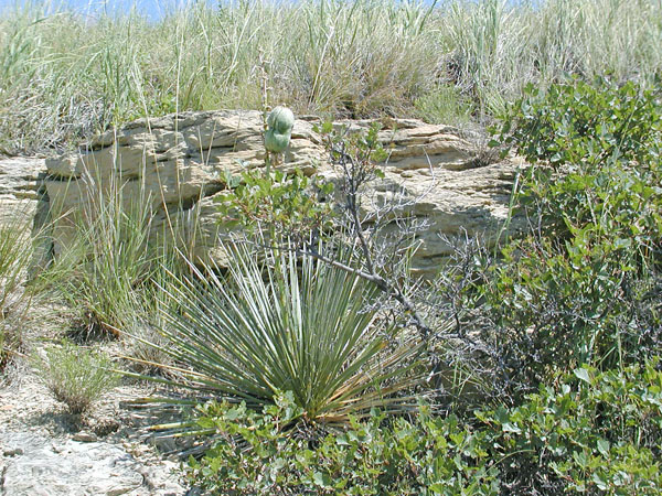 Cactus at the TRNP