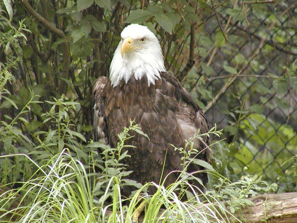 Bald Eagle