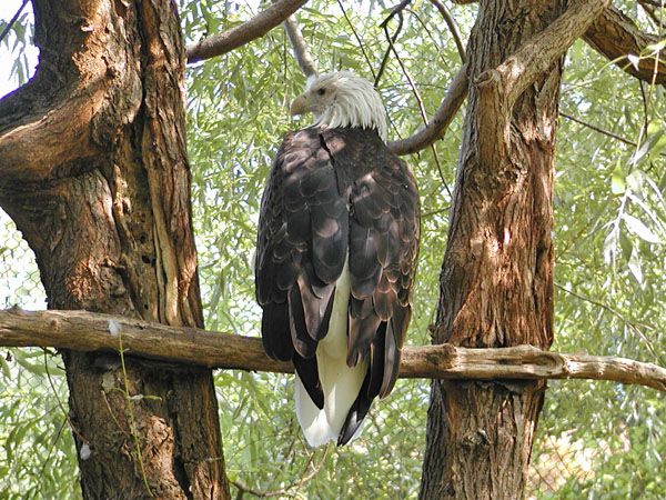 Bald Eagle