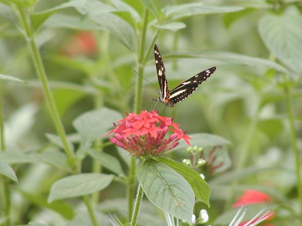 Butterfly on South Bass Island