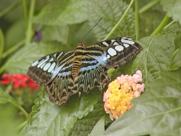 Butterfly on South Bass Island