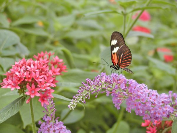 Butterfly on South Bass Island