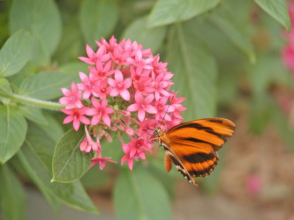 Butterfly on South Bass Island