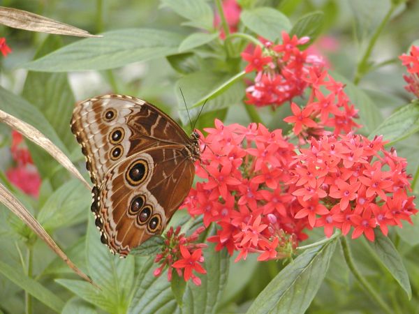 Butterfly on South Bass Island