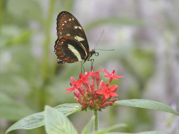 Butterfly on South Bass Island