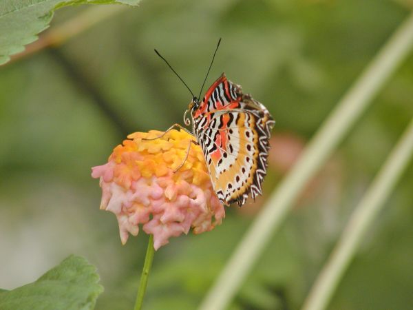 Butterfly on South Bass Island