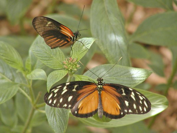 Butterfly on South Bass Island