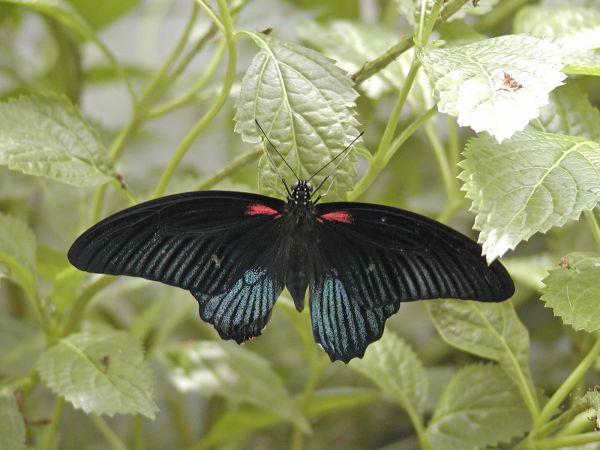 Butterfly on South Bass Island