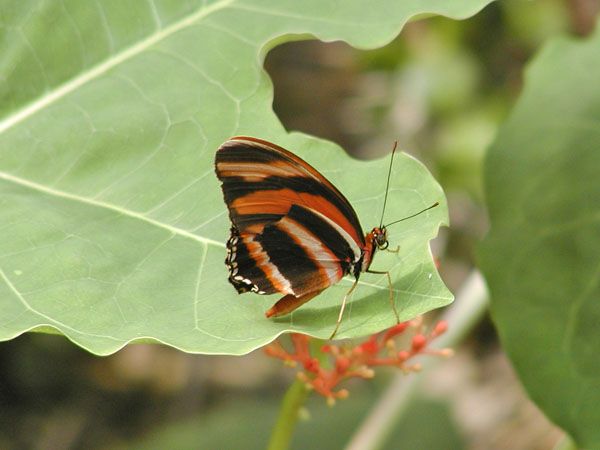 Butterfly at Cleveland Zoo