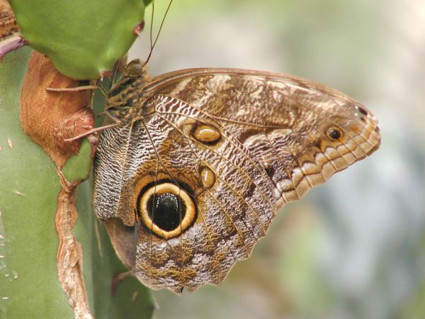 Butterfly at Cleveland Zoo