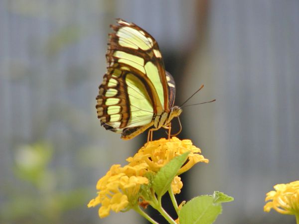 Butterfly at Cleveland Zoo