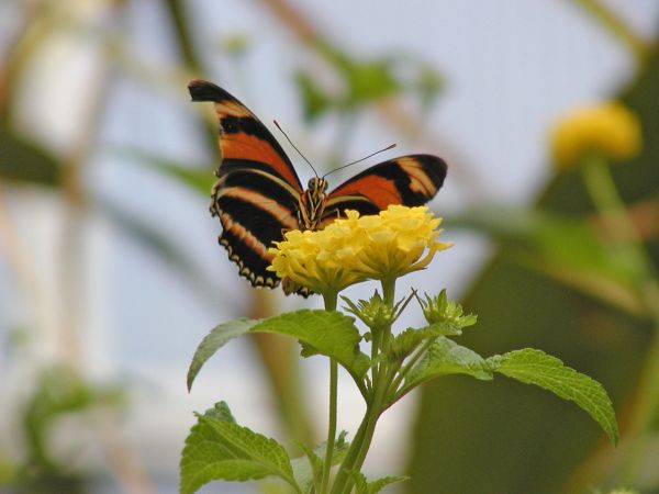 Butterfly at Cleveland Zoo