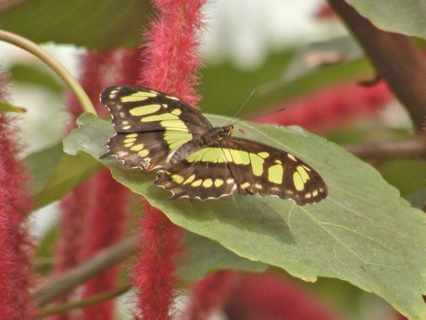 Butterfly at Cleveland Zoo