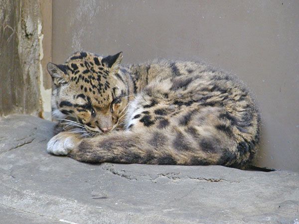 Clouded Leopard