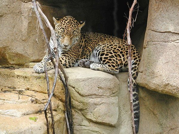 Jaguar