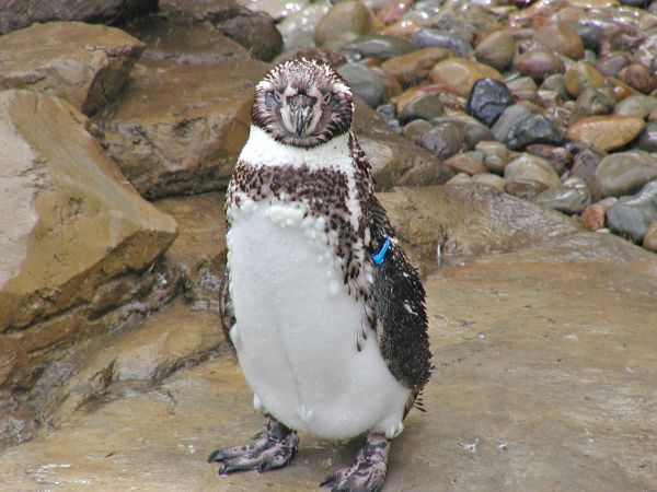 Penguin