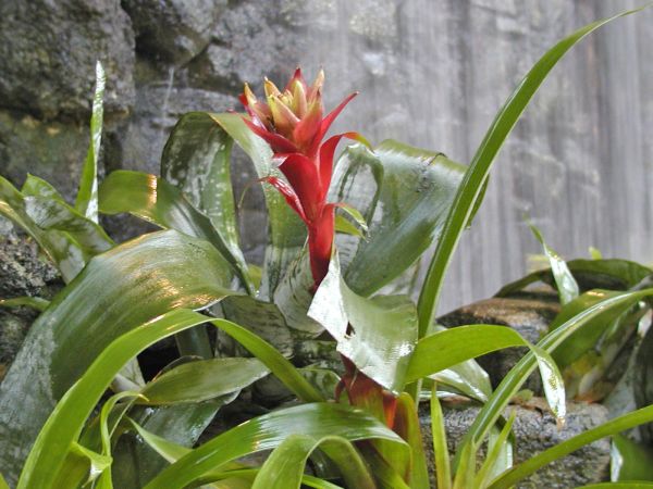 Flower at Cleveland Zoo