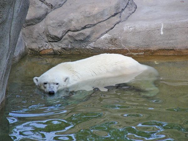 Polar Bear