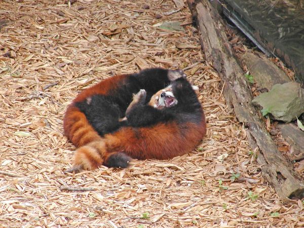 Red Pandas