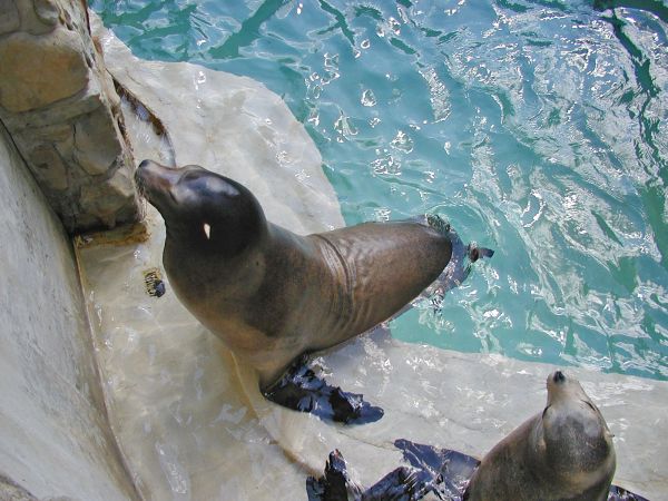 Sea Lion