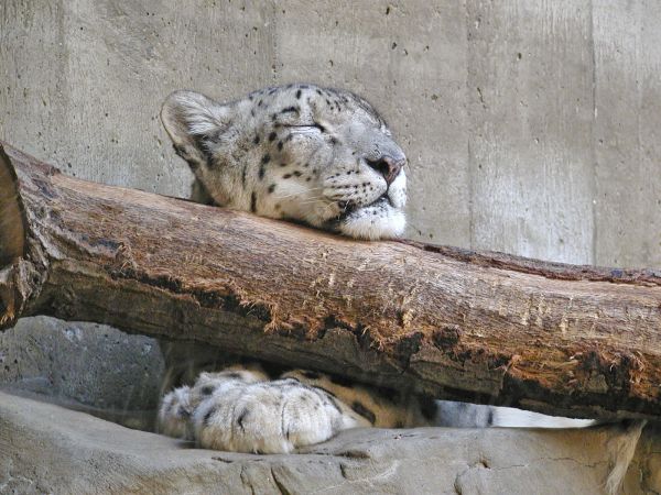 Snow Leopard