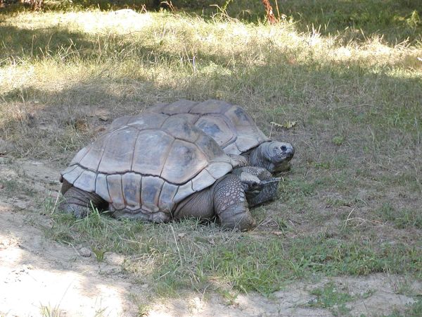 Tortoises