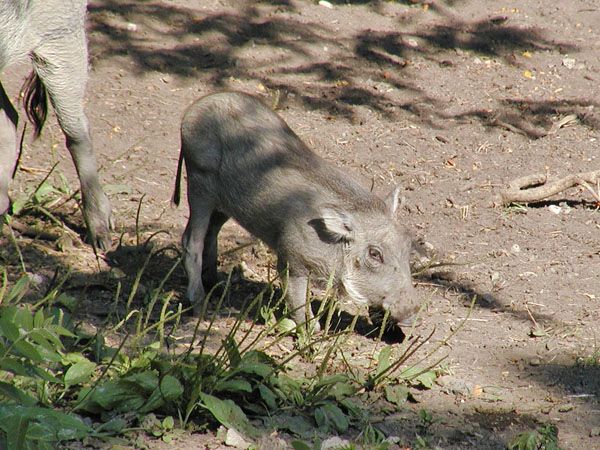 Baby Warthog