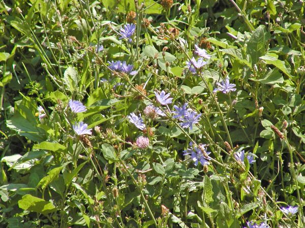 Wildflowers at Cleveland Zoo