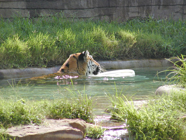 Siberian Tiger