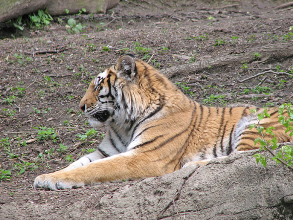 Tiger at Pittsburgh Zoo