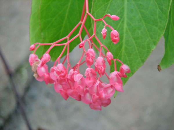 Flower at Pittsburgh Zoo