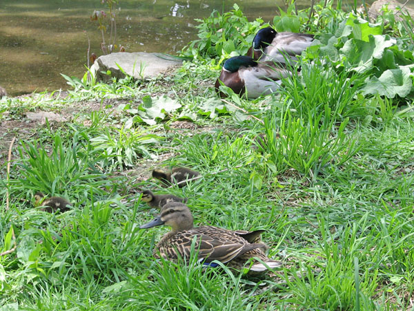 Momma duck and ducklings