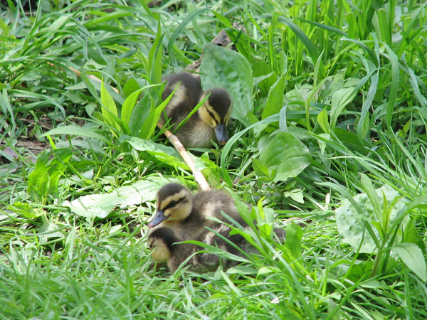 Momma duck and ducklings