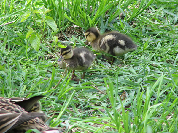 Momma duck and ducklings