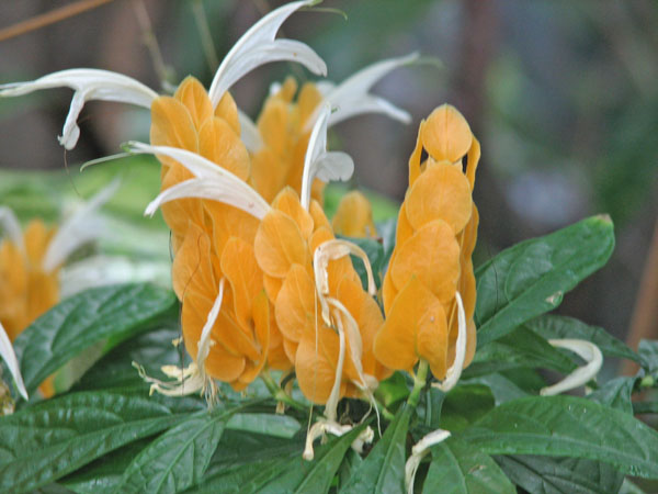 Flower at Pittsburgh Zoo