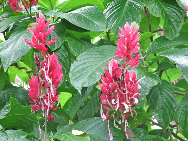 Flower at Pittsburgh Zoo