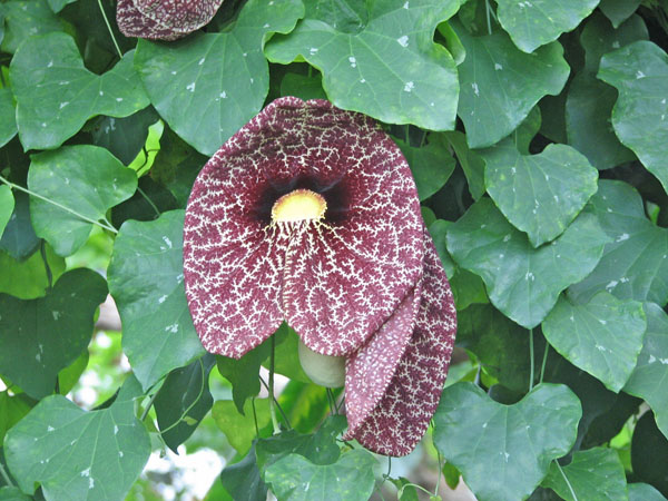 Flower at Pittsburgh Zoo