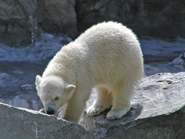 Kobe the Polar Bear