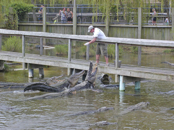 Alligator feeding