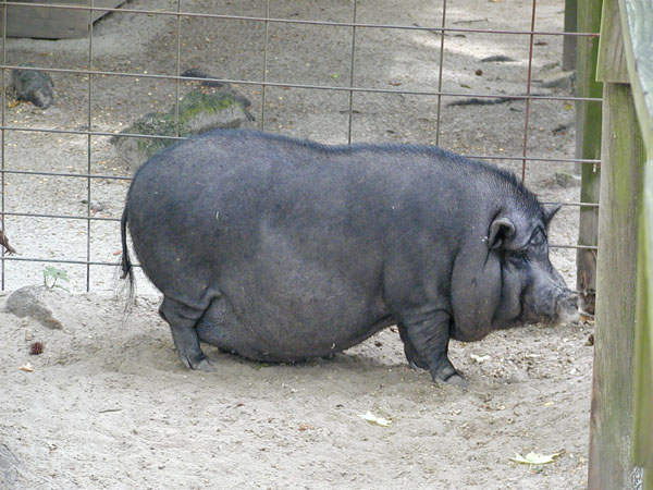 Potbelly pig