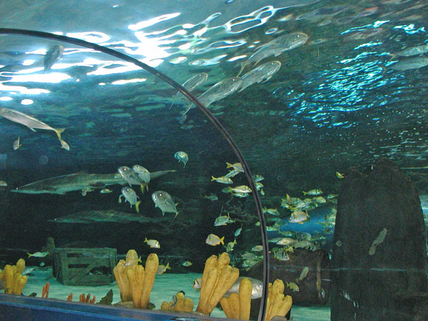 Ripley's walk-through aquarium