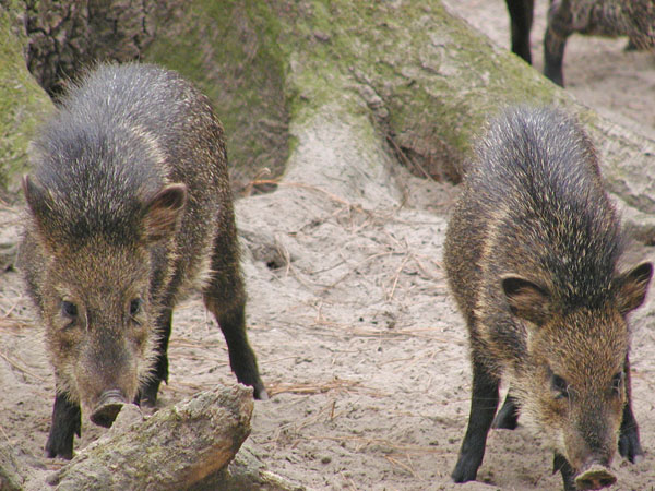 Warthogs