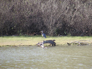 Blue Heron