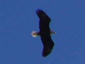 Bald Eagle