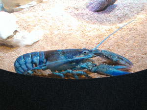 Blue Lobster