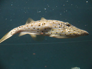 Orange Filefish