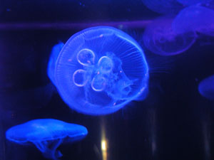 Jellyfish