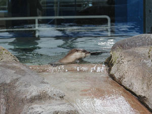 Texas River Otter