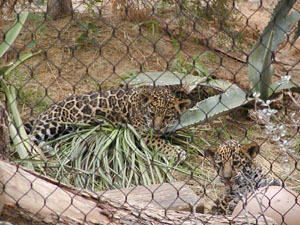 Baby Jaguars